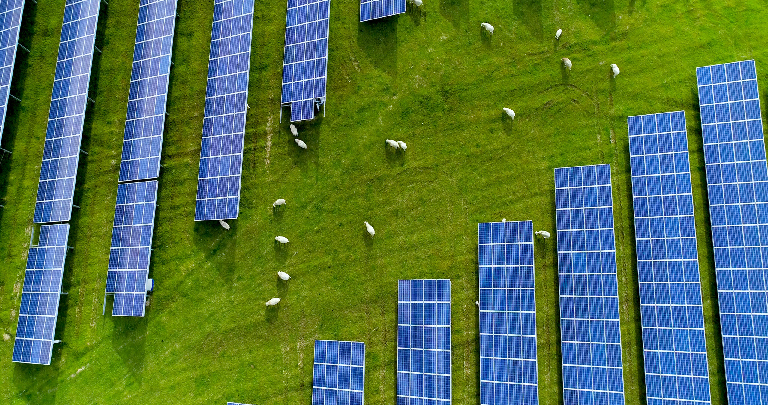 Sheep grazing a solar farm pasture to control vegetation around photovoltaic panels