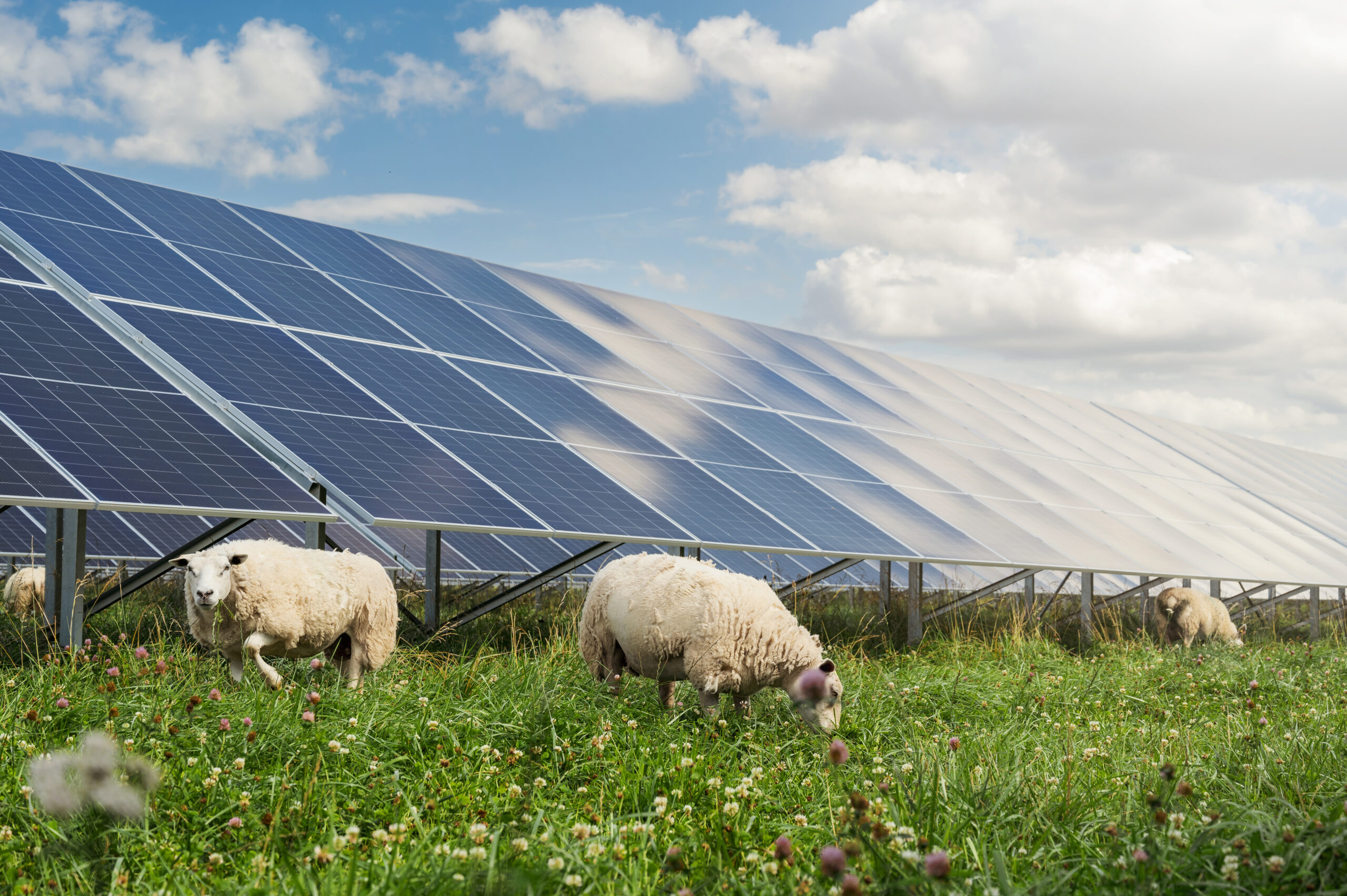 Solar farm with sheep grazing in front of panels