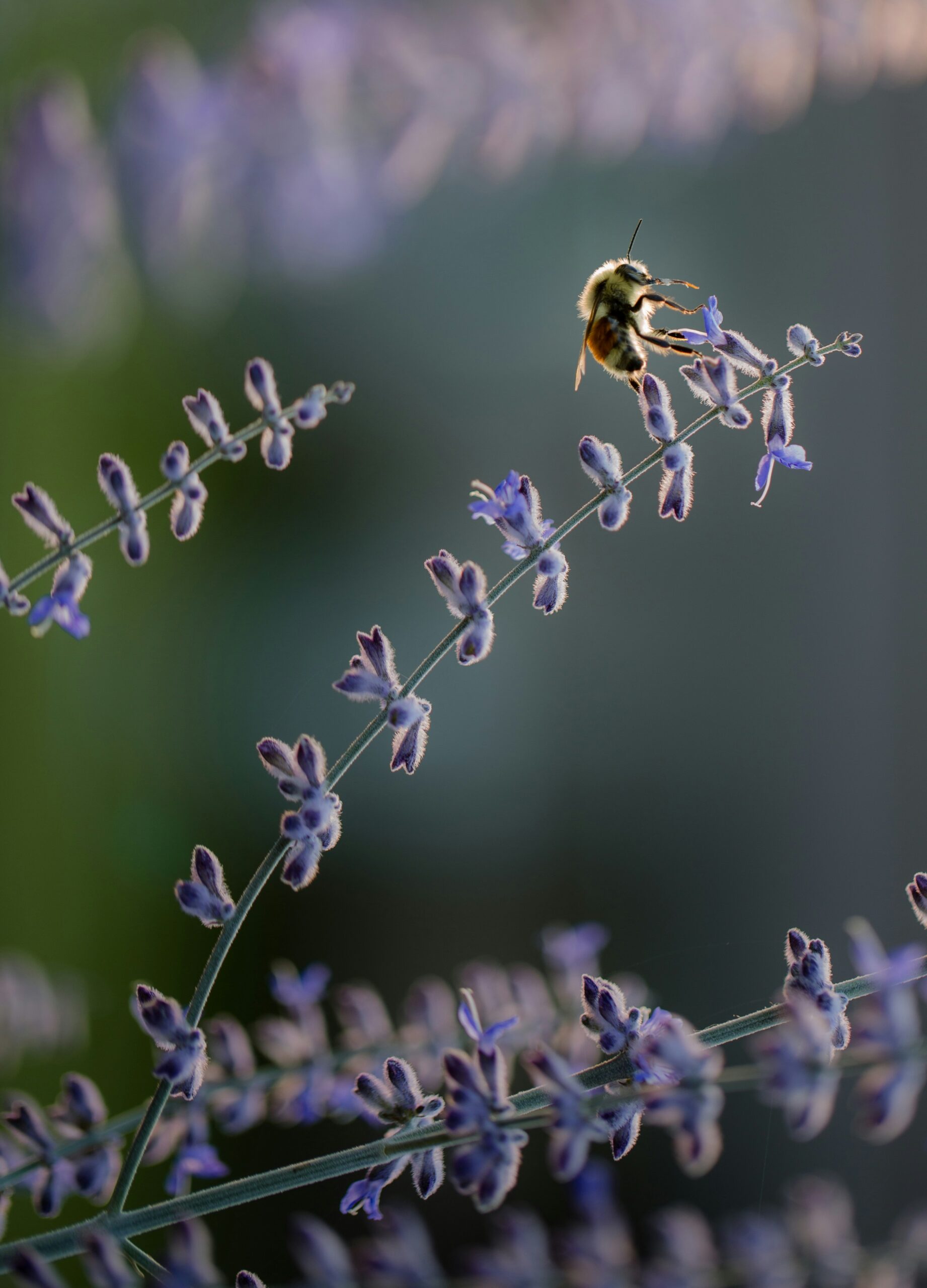 Solar grazing contributes to biodiversity by enhancing soil health, plant speciation, and pollinator populations