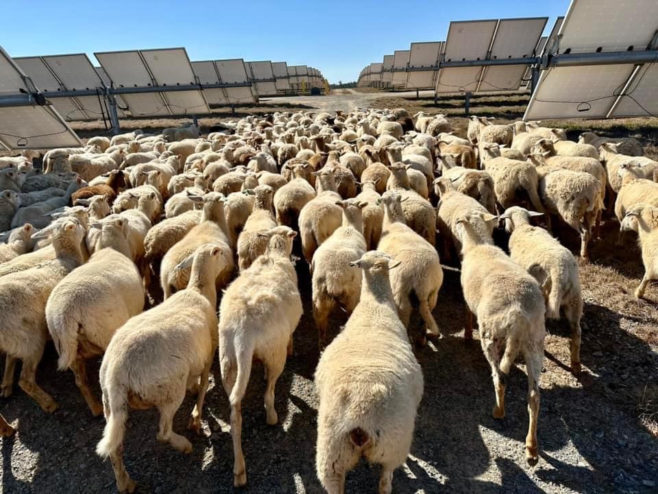 Flock of sheep in Virginia grazing under solar panels