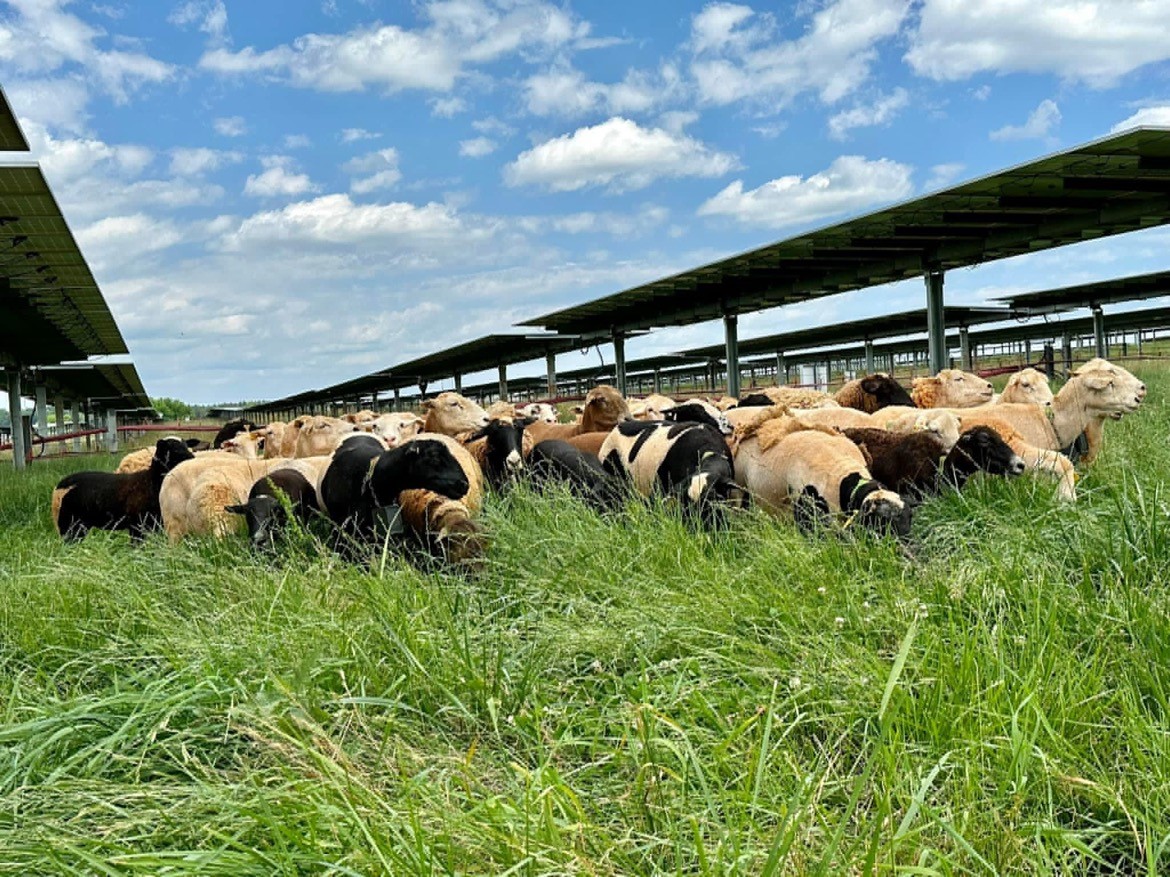 Our Solar Grazing Process