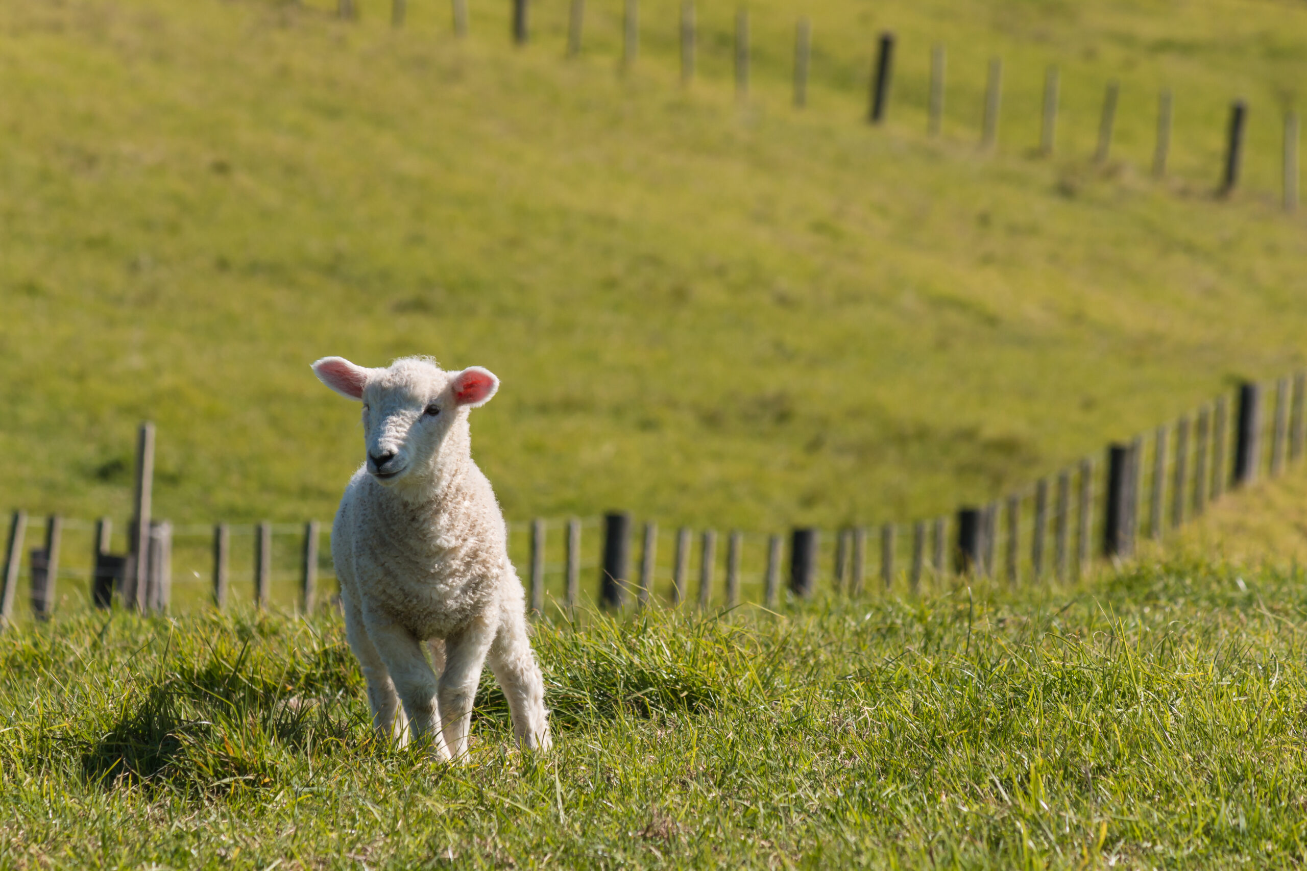 Sheep in paddock, cross-fencing for rotational grazing