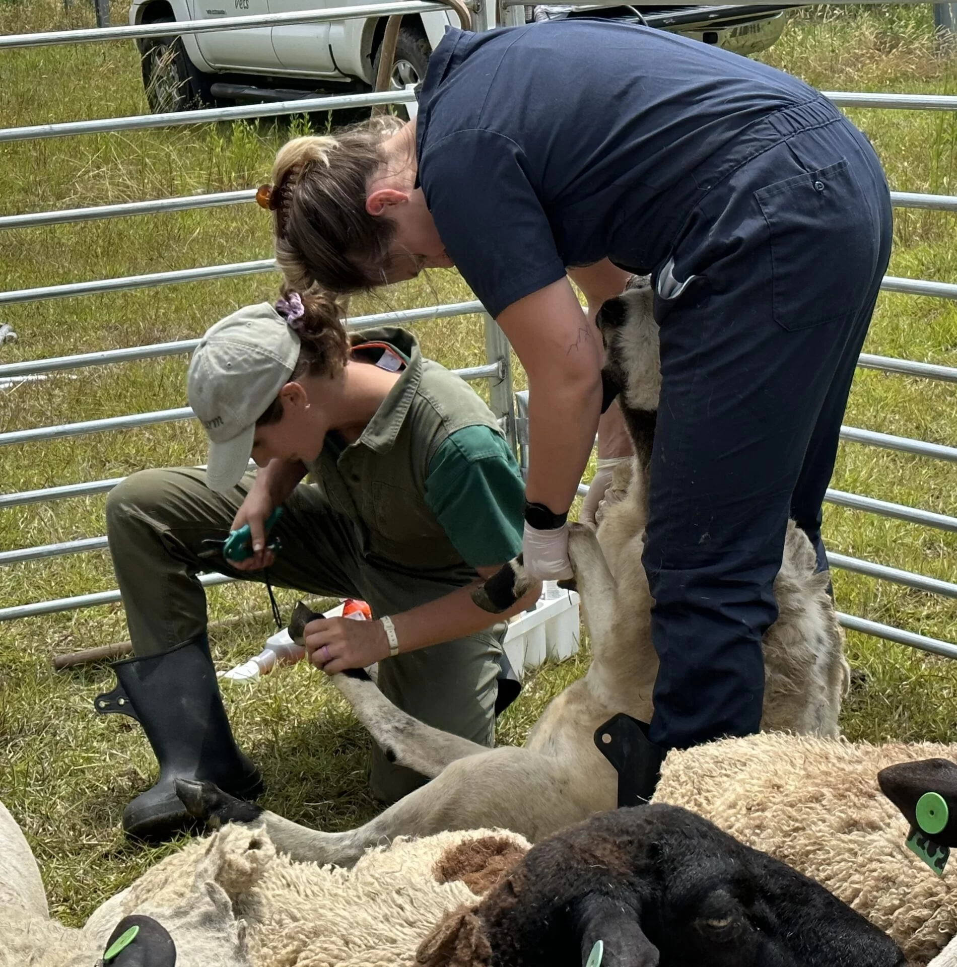 Dr. Hannah Varnell works with Gray's LAMBscaping sheep