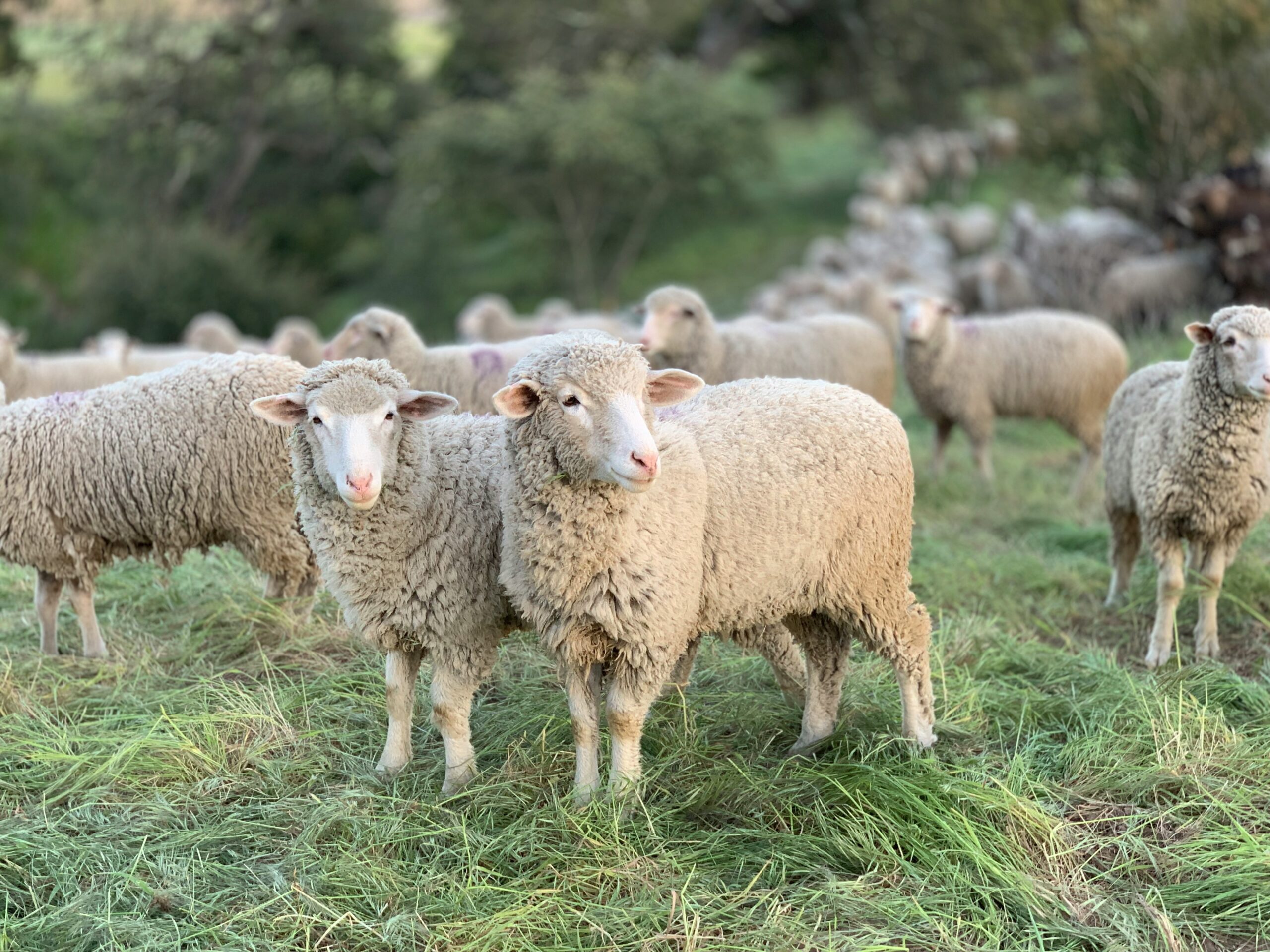 Sheep grazing a solar farm.