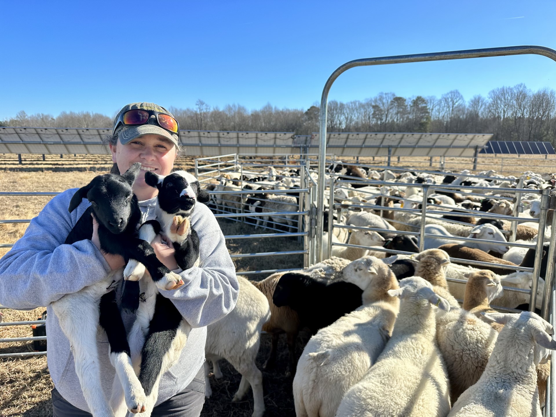 Local farmer holding lambs. Gray's LAMBscaping flock of sheep beside a solar farm