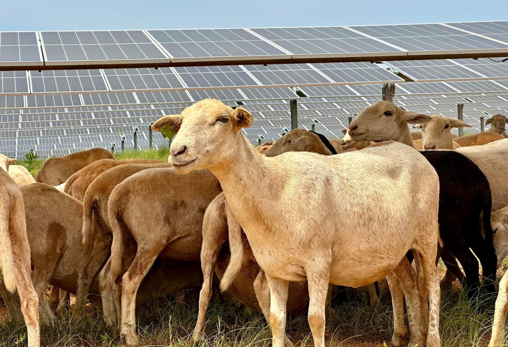 Solar grazing, Gray's LAMBscaping sheep grazing a solar farm in Virginia