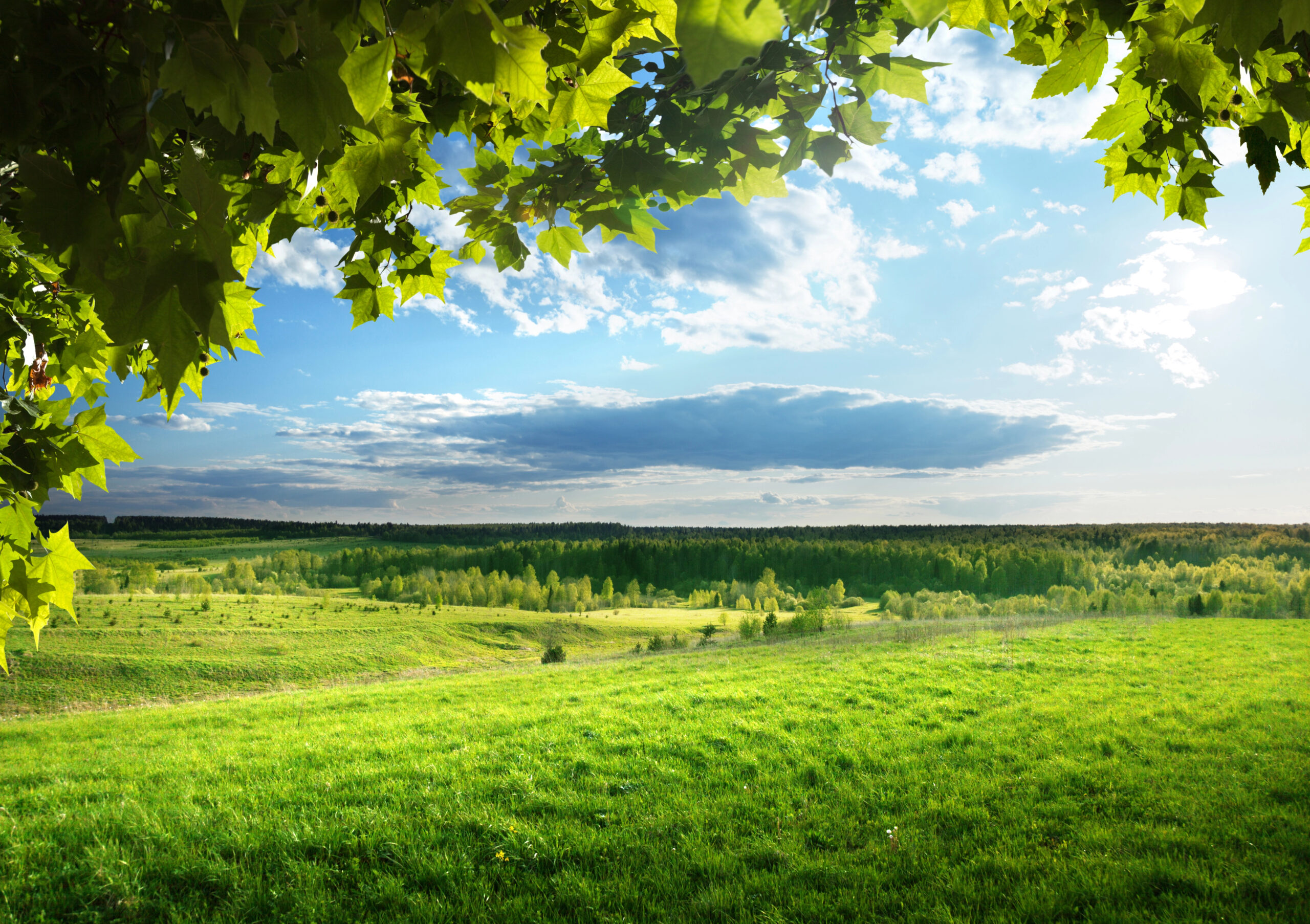 Vacant rural land, future solar farm site