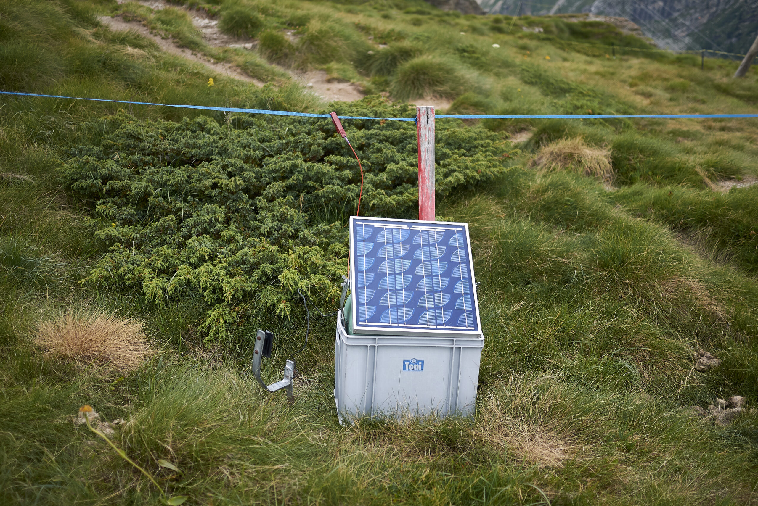 Solar panels on electric polywire for sheepherding