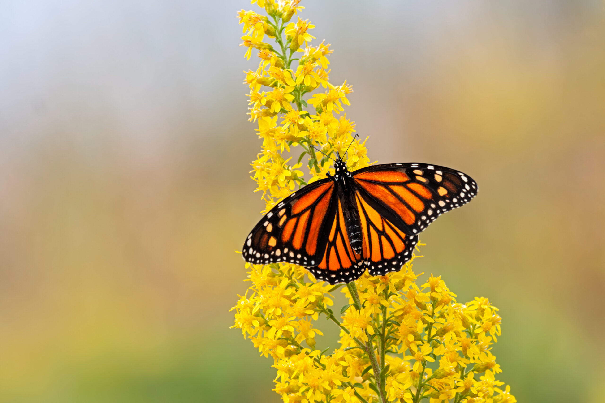 Monarch butterfly on a keystone plant in Virginia, goldenrod