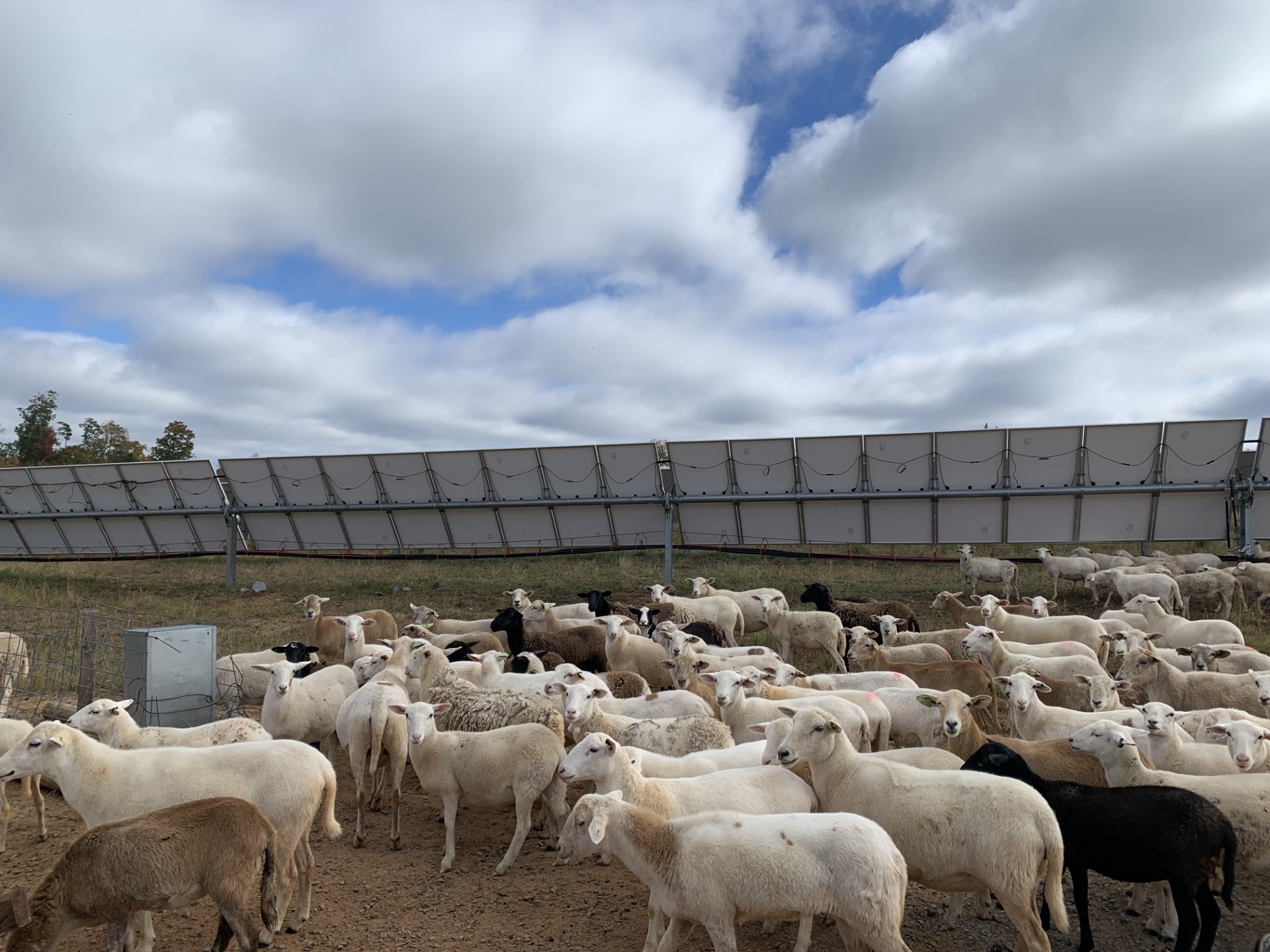 Solar grazing maintenance plan