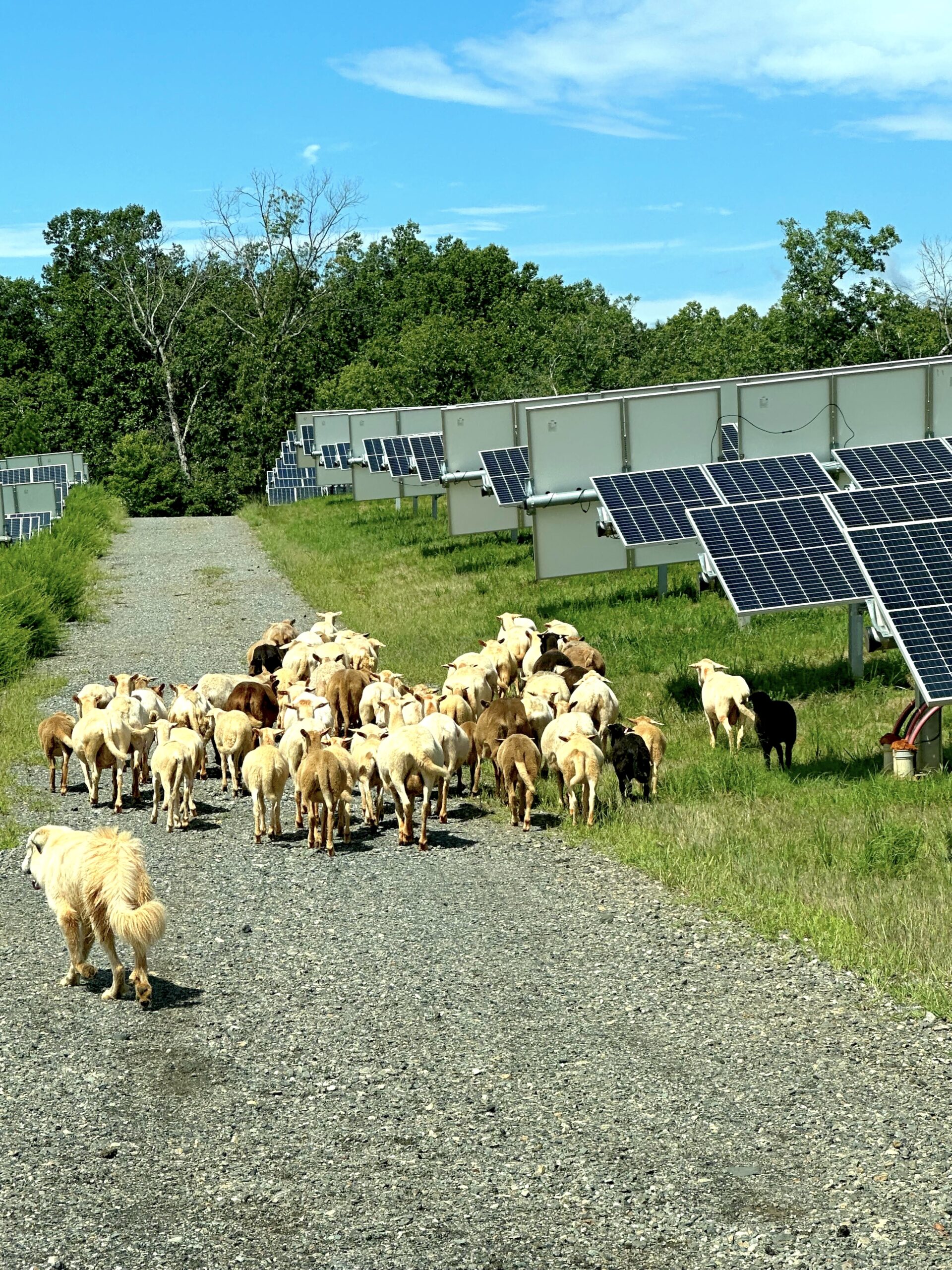 Gray's Lambscaping Sheep